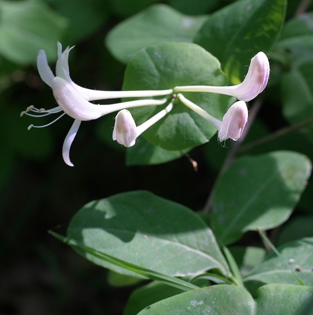 zemolez kozí Lonicera caprifolium L.