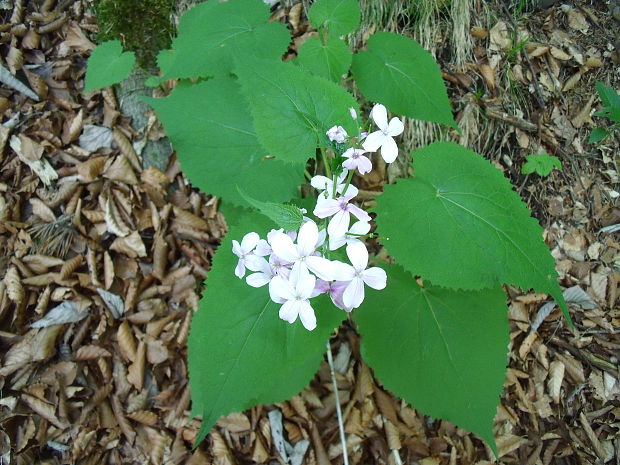 mesačnica trváca Lunaria rediviva L.