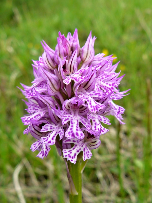 neotinea trojzubá Neotinea tridentata (Scop.) R. M. Bateman, Pridceon et M. W. Chase