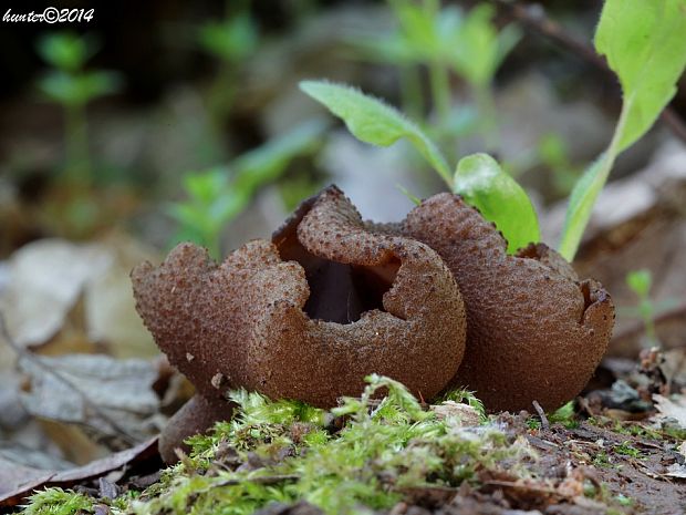 čiaška Peziza sp.