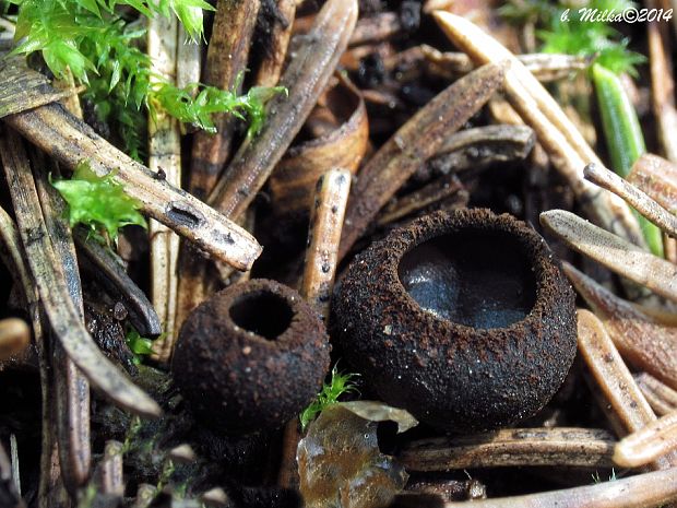 pakorienkovka čierna Plectania melastoma (Sowerby) Fuckel