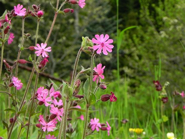 silenka červená Silene dioica (L.) Clairv.