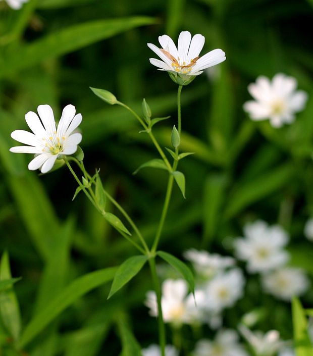 hviezdica veľkokvetá Stellaria holostea L.