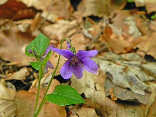 fialka kopcová Viola collina Besser