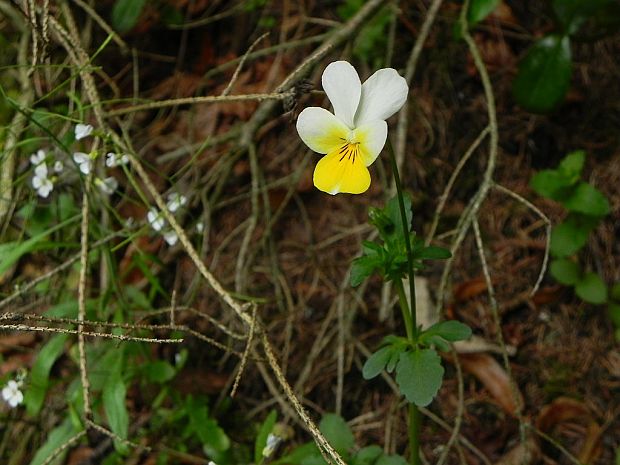 fialka sutinová Viola saxatilis F. W. Schmidt