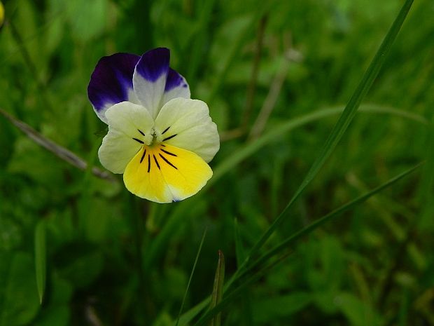 fialka trojfarebná Viola tricolor L. emend. F. W. Schmidt