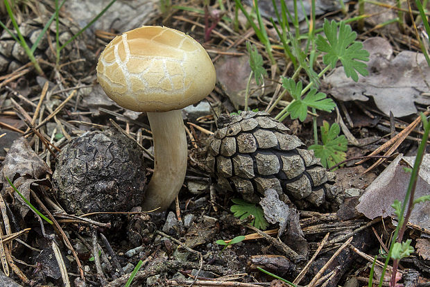 poľnička včasná Agrocybe praecox (Pers.) Fayod