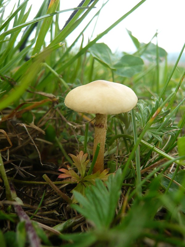 poľnička Agrocybe sp.