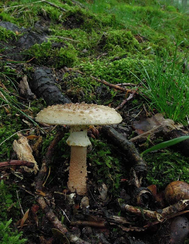 muchotrávka červenkastá Amanita rubescens Pers.