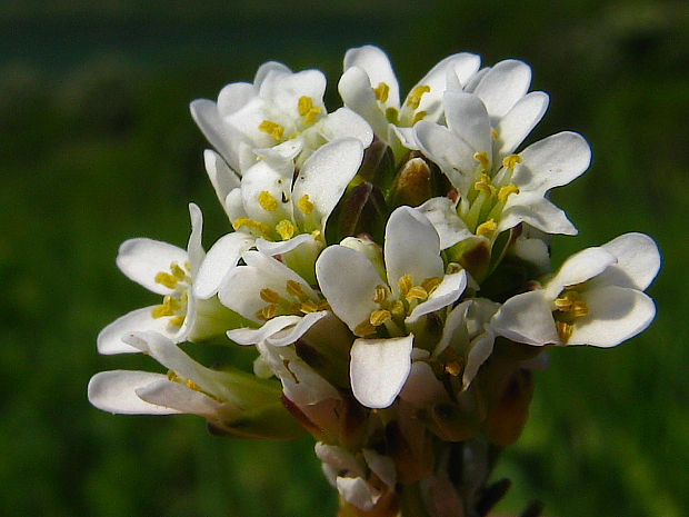 arábka šípovitá Arabis sagittata (Bertol.) DC.