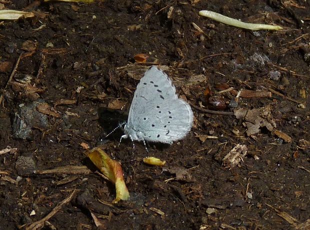 modráčik krušinový  Celastrina argiolus