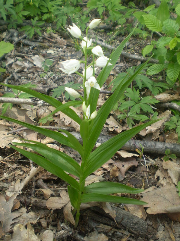 prilbovka dlholistá Cephalanthera longifolia (L.) Fritsch