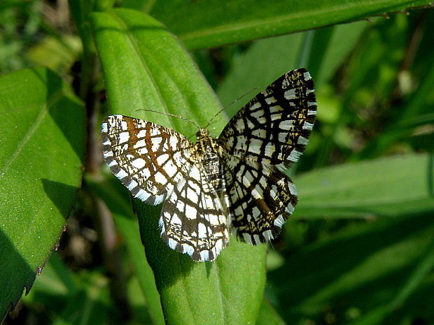 listnatka ďatelinová  Chiasmia clathrata  Linnaeus,1758