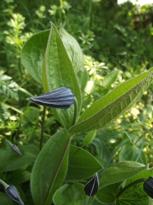 plamienok celistvolistý Clematis integrifolia L.