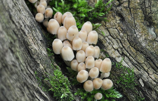 hnojník rozsiaty Coprinellus disseminatus (Pers.) J.E. Lange