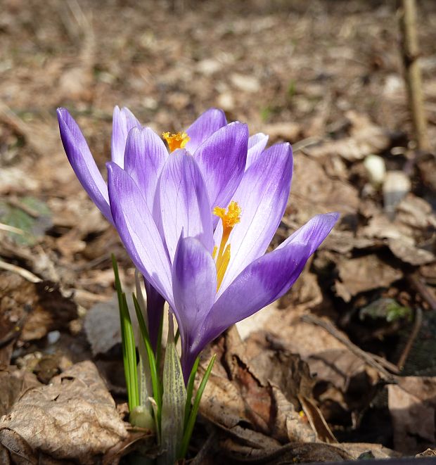 šafran Crocus sp.