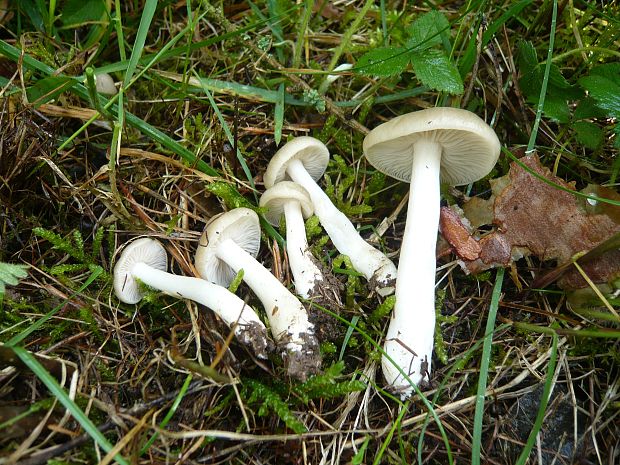 hodvábnica jarná Entoloma clypeatum (L.) P. Kumm.