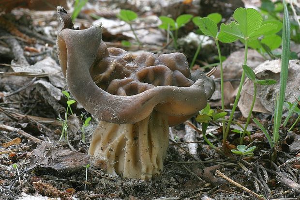 chriapač tmavý Helvella solitaria P. Karst.