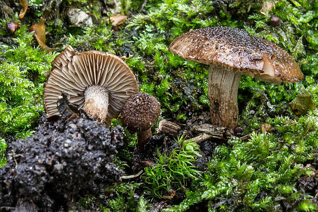 vláknica Inocybe sp.