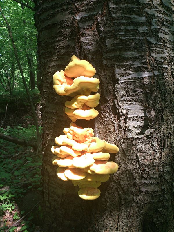 sírovec obyčajný Laetiporus sulphureus (Bull.) Murrill