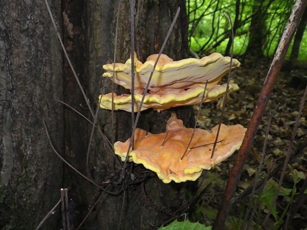 sírovec obyčajný Laetiporus sulphureus (Bull.) Murrill