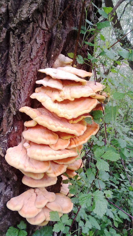 sírovec obyčajný Laetiporus sulphureus (Bull.) Murrill