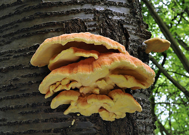 sírovec obyčajný Laetiporus sulphureus (Bull.) Murrill