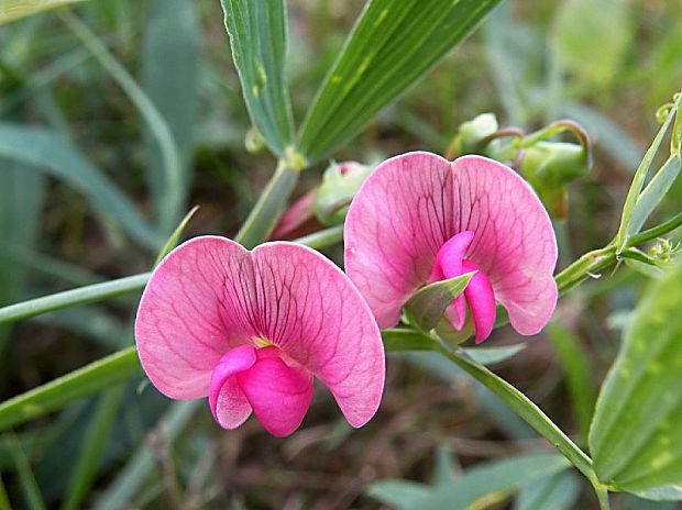 hrachor širokolistý Lathyrus latifolius L.