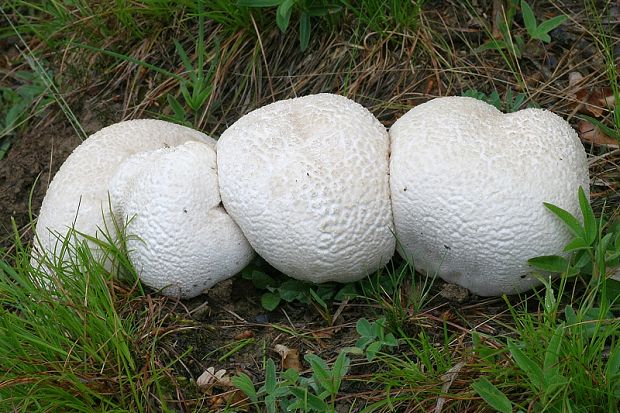 rozpadavec dlabaný Lycoperdon utriforme Bull.