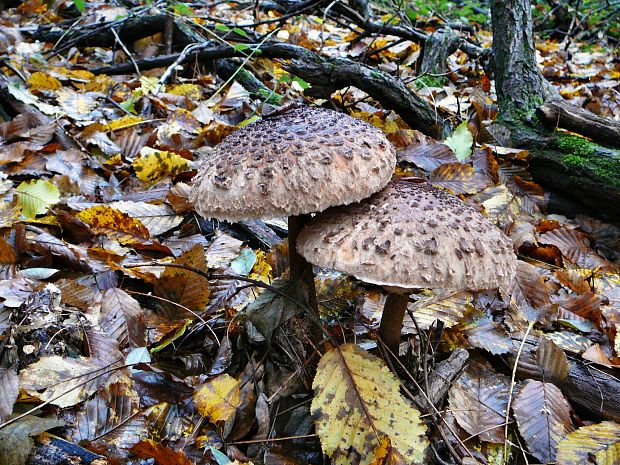 bedľa Macrolepiota sp.