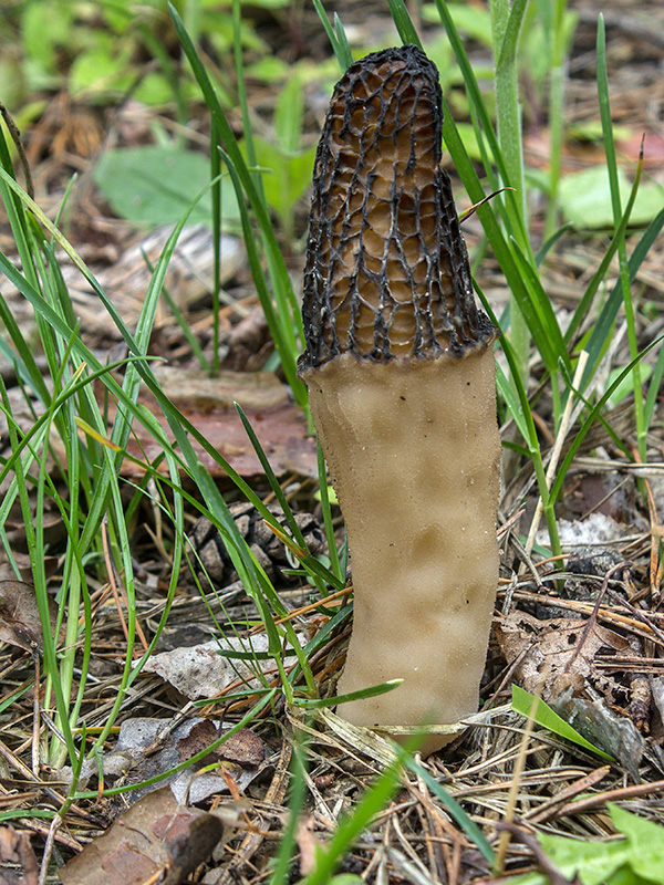 smrčok vysoký Morchella elata Fr.