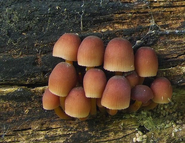 prilbička žltohlúbiková Mycena renati Quél.