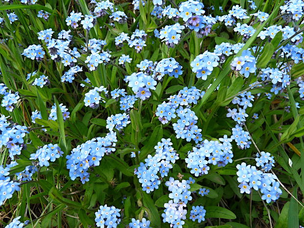 nezábudka lesná Myosotis sylvatica Ehrh. ex Hoffm.