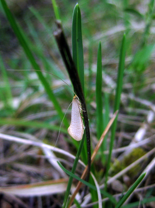 adéla lesná Nematopogon pilella