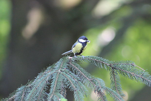 sýkorka bielolíca Parus major