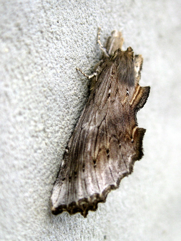 chochlatka dvojzúbková Pterostoma palpina