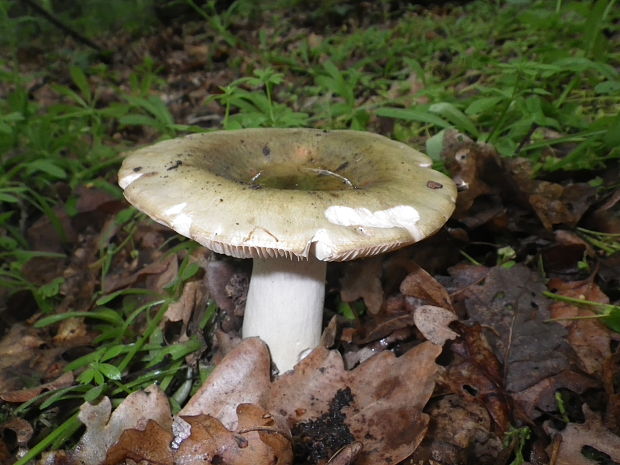 plávka strakatá Russula grisea Fr.