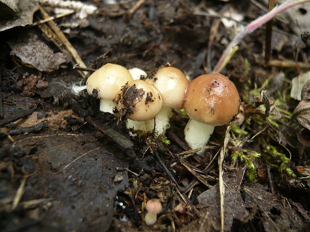 masliak zrnitý Suillus granulatus (L.) Roussel