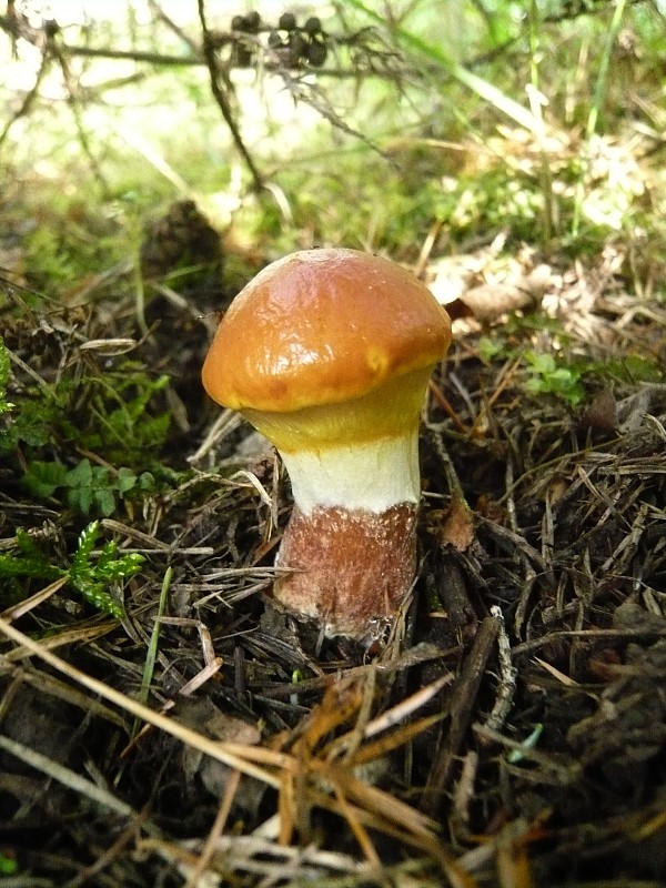 masliak smrekovcový Suillus grevillei (Klotzsch) Singer