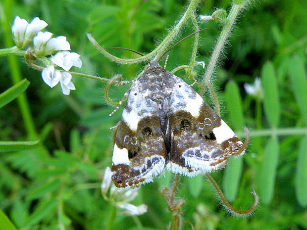 morička slezová Acontia lucida  Hufnagel, 1766