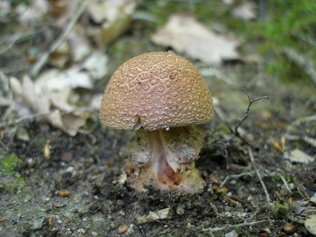 muchotrávka červenkastá Amanita rubescens Pers.