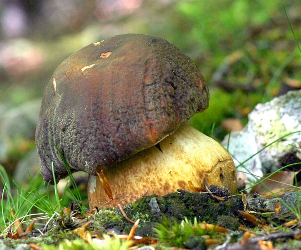 hríb sosnový Boletus pinophilus Pil. et Dermek in Pil.