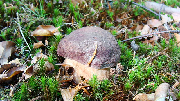 hríb sosnový Boletus pinophilus Pil. et Dermek in Pil.