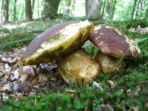 hríb sosnový Boletus pinophilus Pil. et Dermek in Pil.