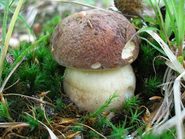 hríb sosnový Boletus pinophilus Pil. et Dermek in Pil.