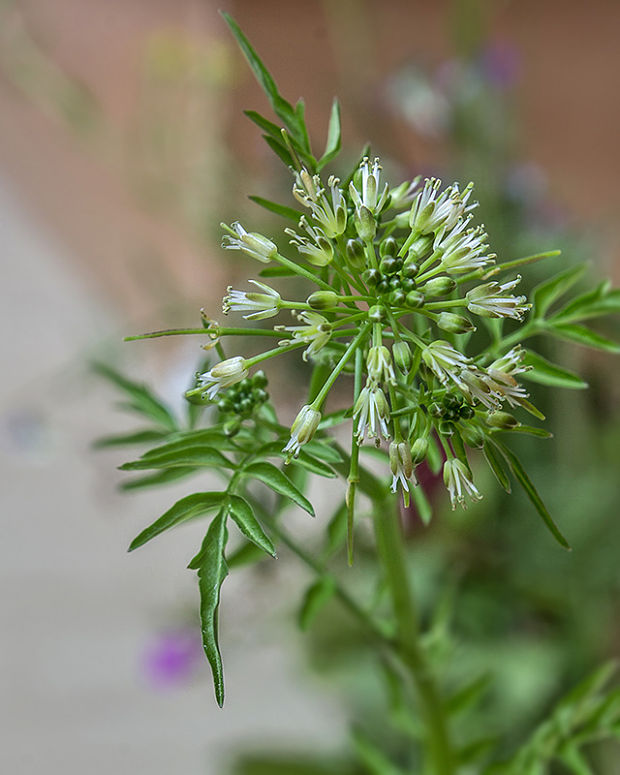 žerušnica nedotklivá Cardamine impatiens L.