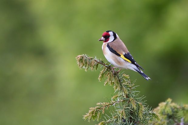 stehlík pestrý Carduelis carduelis