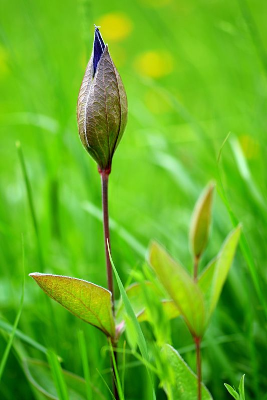 plamienok celistvolistý  Clematis integrifolia  L.