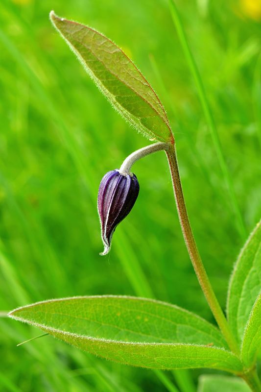 plamienok celistvolistý Clematis integrifolia L.