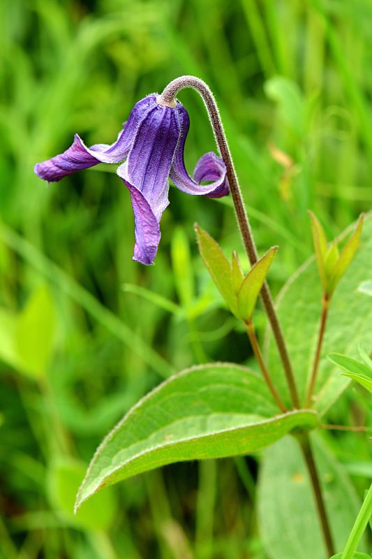 plamienok celistvolistý Clematis integrifolia L.